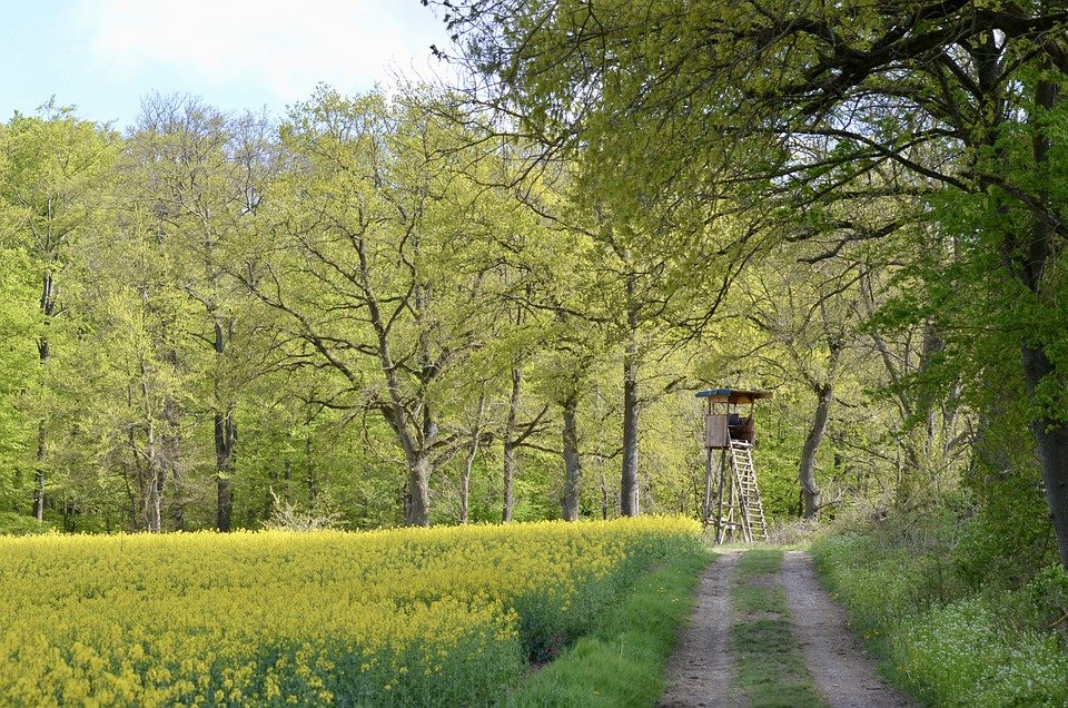 printemps chemin